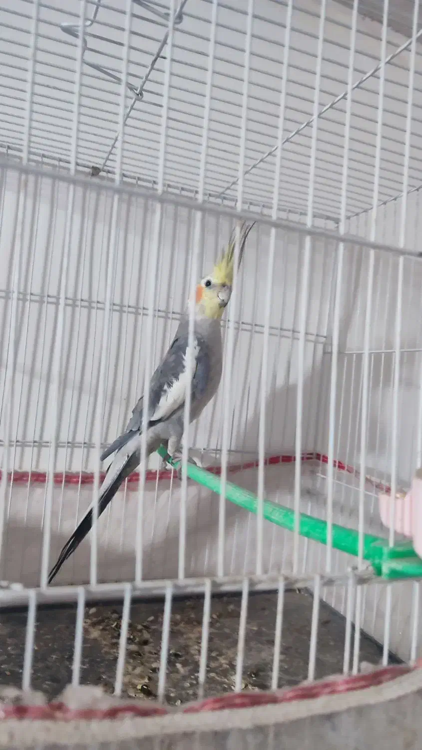 عروس هلندی نر ۸ ماهه|پرنده|مشهد, توس فردوسی|دیوار