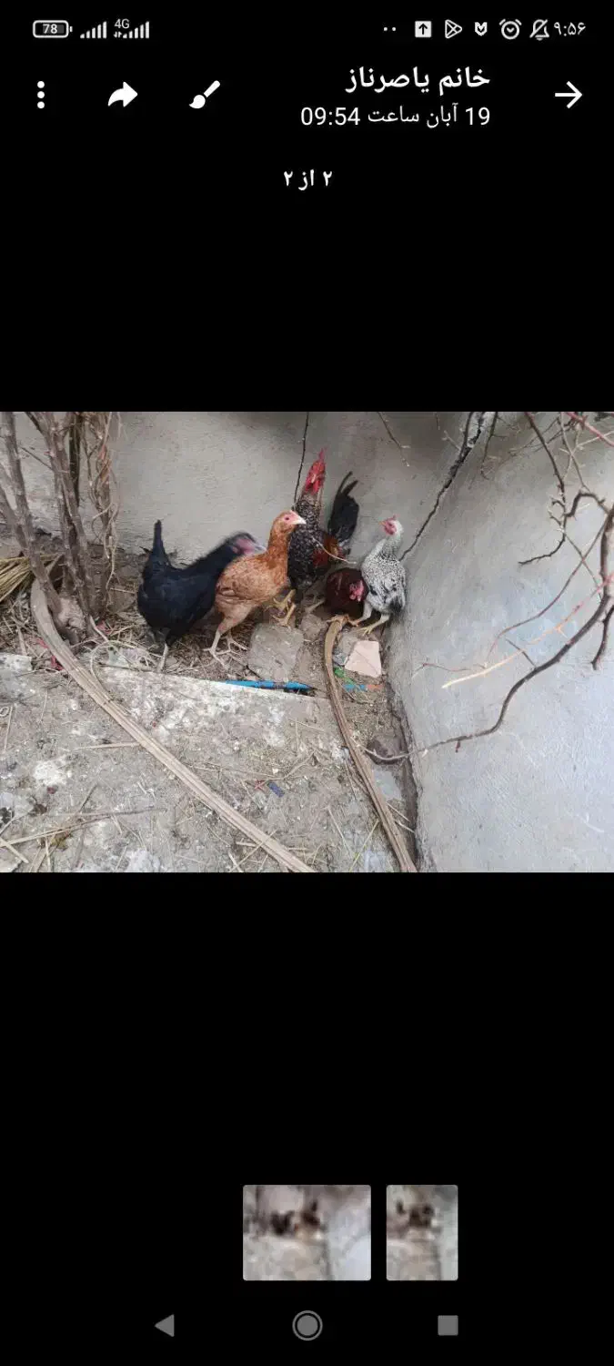 تعدادی مرغ ویک خروس بفروش می‌رسد|حیوانات مزرعه|فهرج, |دیوار