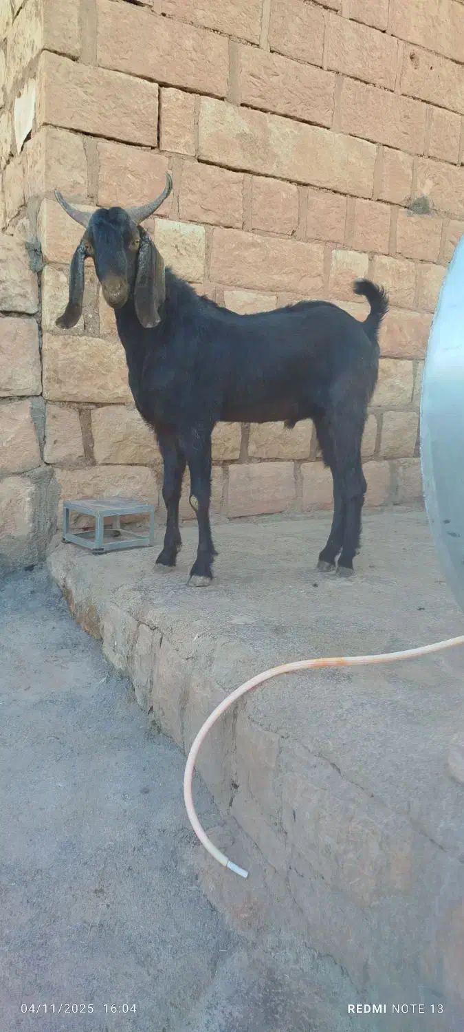 ساورین 1سال|حیوانات مزرعه|کوهدشت, |دیوار