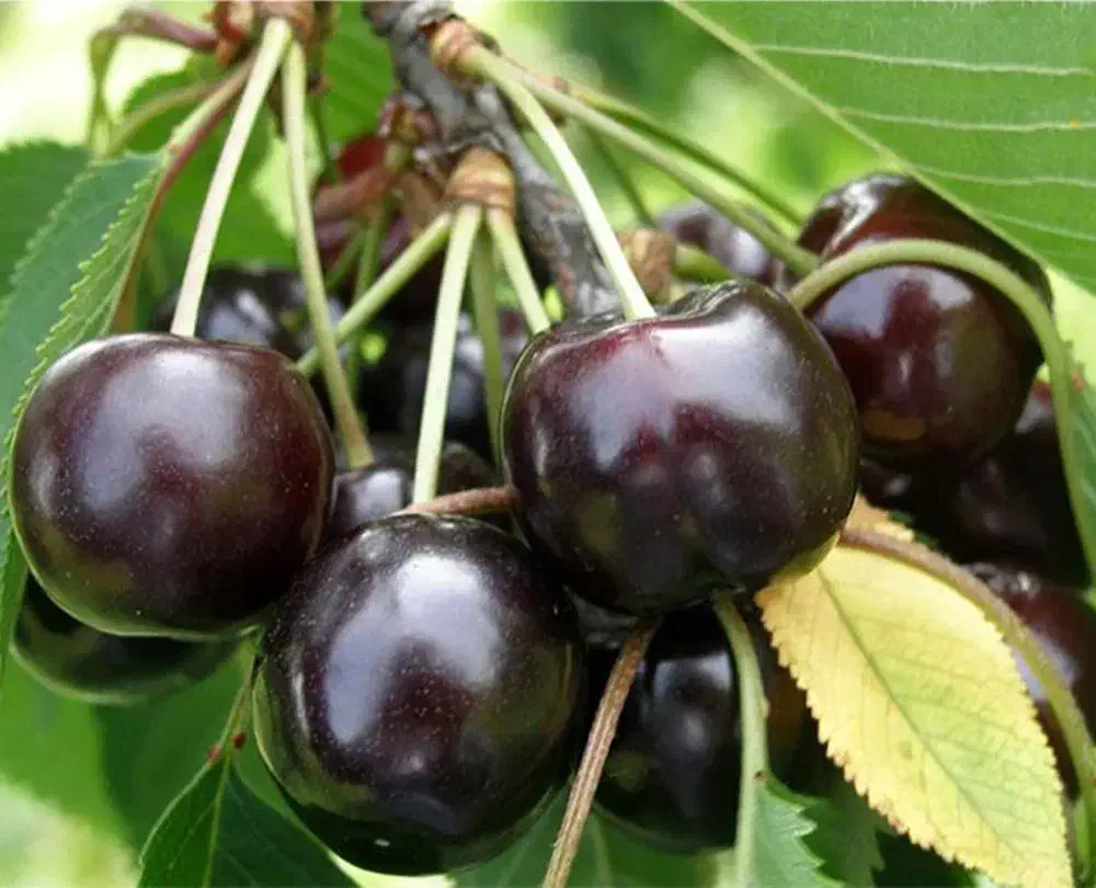 نهال گیلاس تکدانه|خدمات باغبانی و درختکاری|رامسر, |دیوار