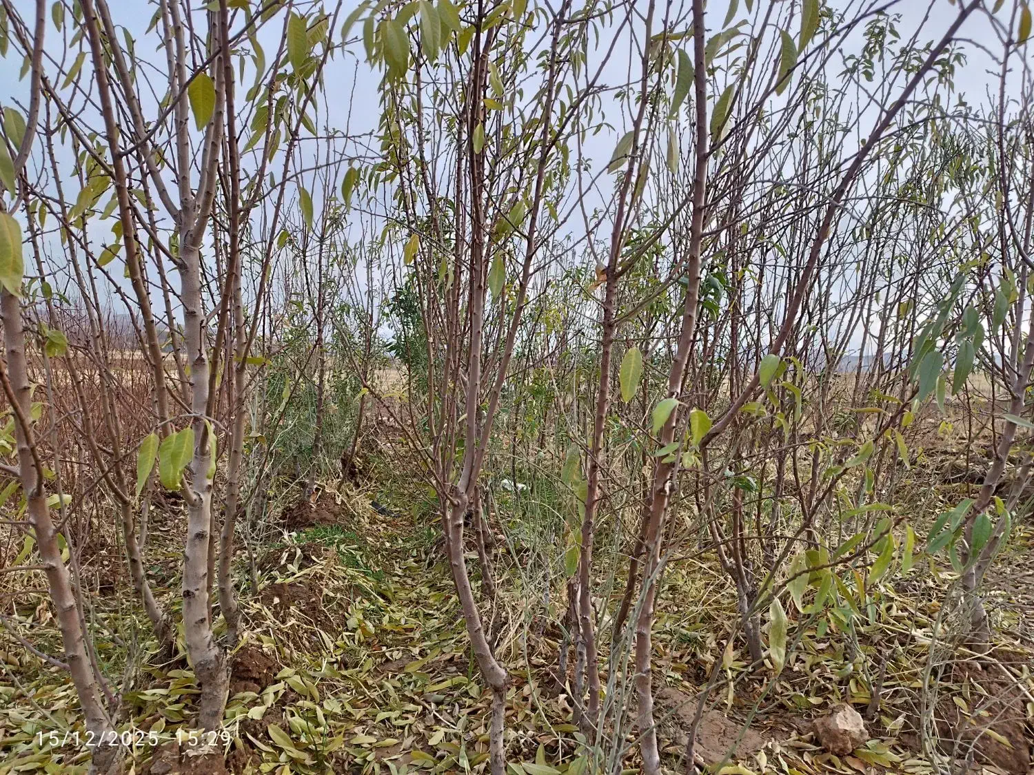 نهال بادام فرانیس ۳ساله مرغوب وبا کیفیت|خدمات باغبانی و درختکاری|کنگاور, |دیوار