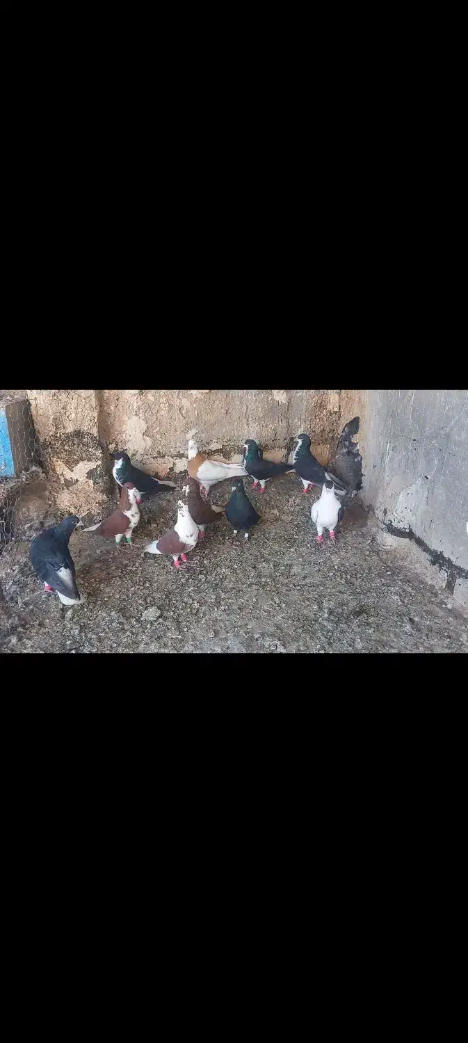 شهری|پرنده|شیراز, تندگویان|دیوار