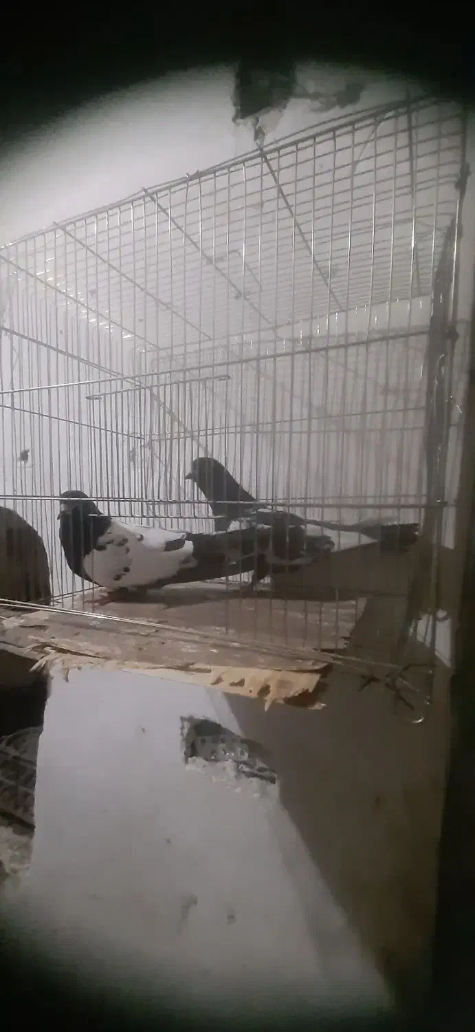 تعدادی کبوتر|پرنده|گرمی, |دیوار