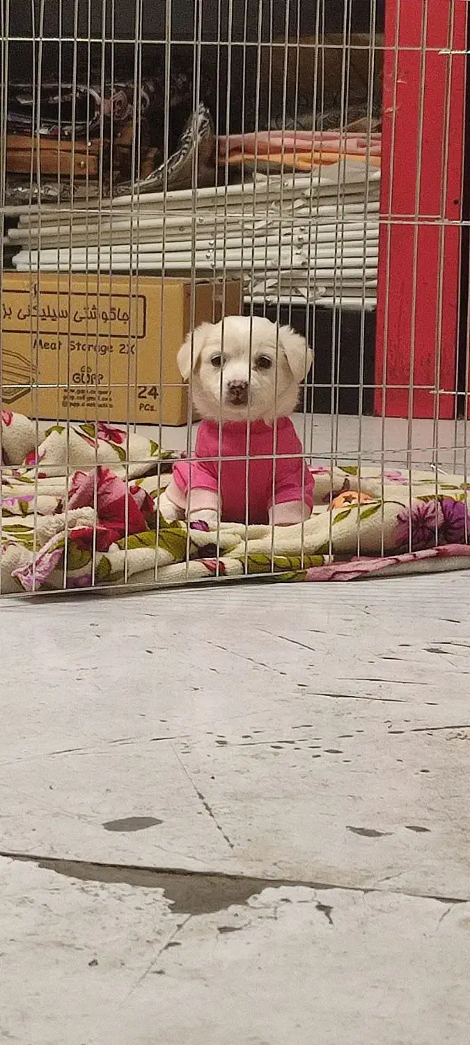 سگ شیتزو|سگ|تهران, شکوفه (عبدل آباد)|دیوار