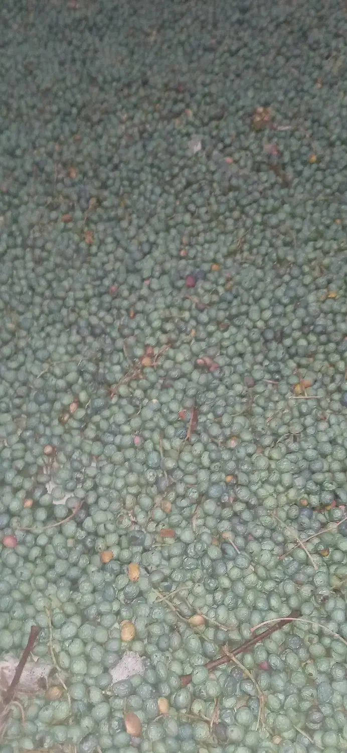 بنه کوهی امسالی|خوردنی و آشامیدنی|تربت‌حیدریه, آبشار|دیوار