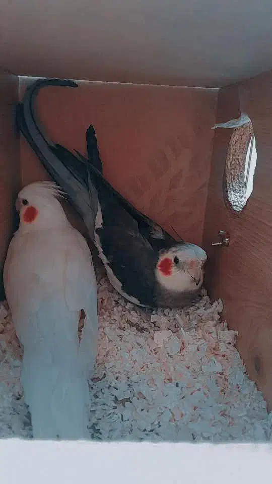 یه جفت عروس هلندی نر و ماده .|پرنده|قم, پردیسان|دیوار