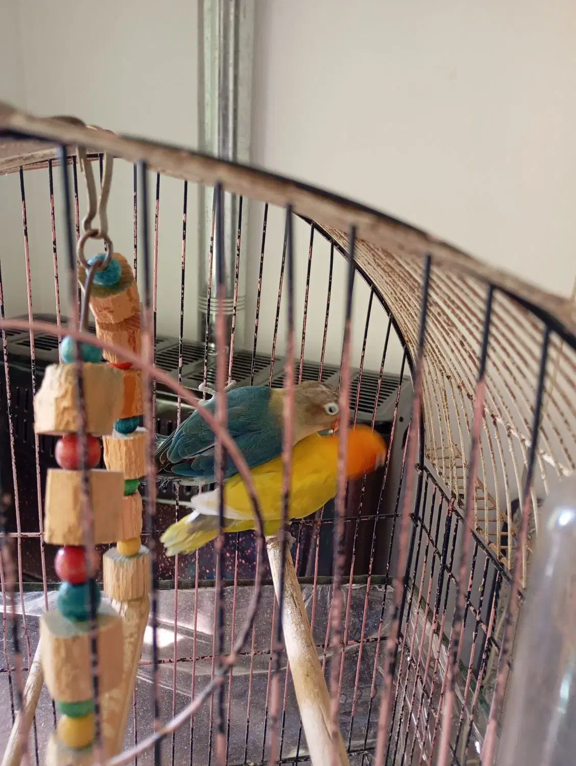 کوتوله برزیلی/ طوطی برزیلی/ فیشر/ رنگ خاص|پرنده|قم, پردیسان|دیوار