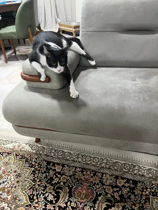 واگذاری گربه تاکسیدو (نر)|گربه|شیراز, فرهنگ شهر|دیوار