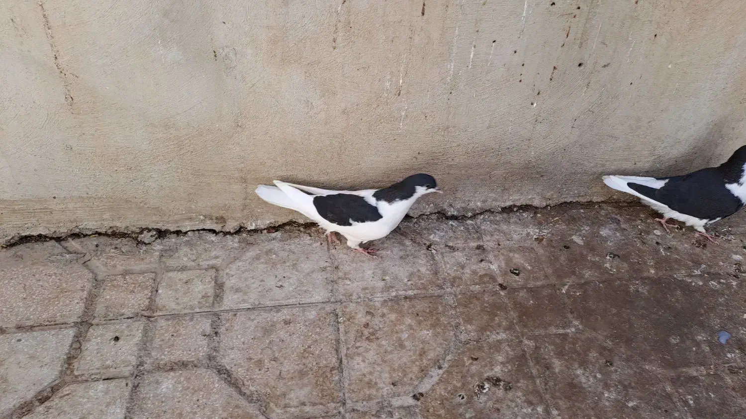 چپ سیاه جوجه|پرنده|اسفرورین, |دیوار