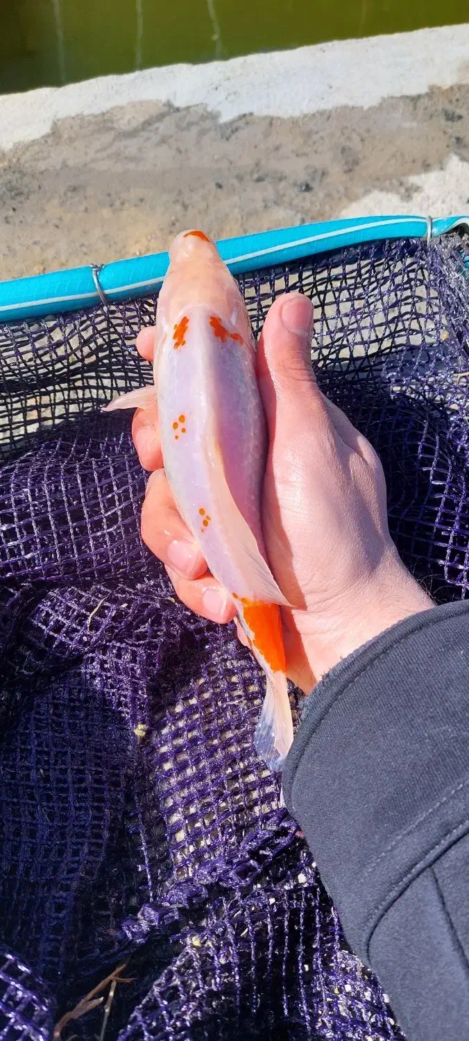 ماهی قرمز مولد آماده تخم ریزی|ماهی|اراک, |دیوار