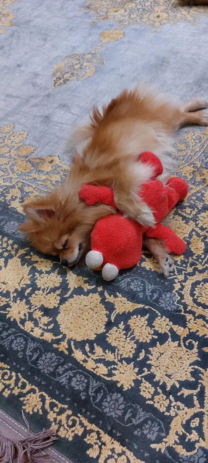 پامر ماده ۲ ساله|سگ|فولادشهر, B1|دیوار