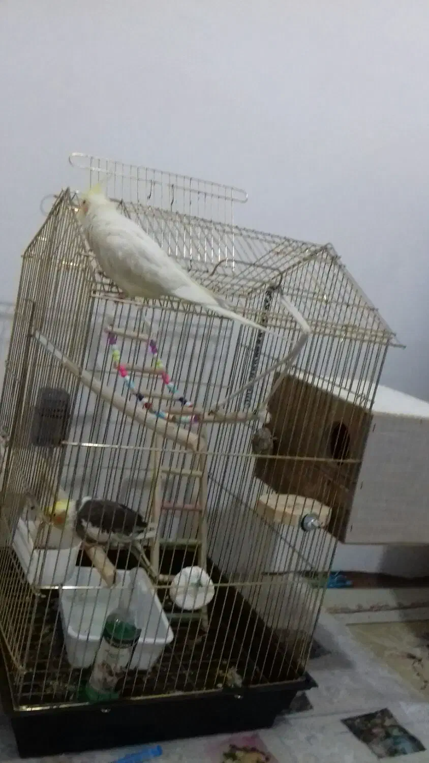 عروس هلندی مولد|پرنده|اقبالیه, |دیوار