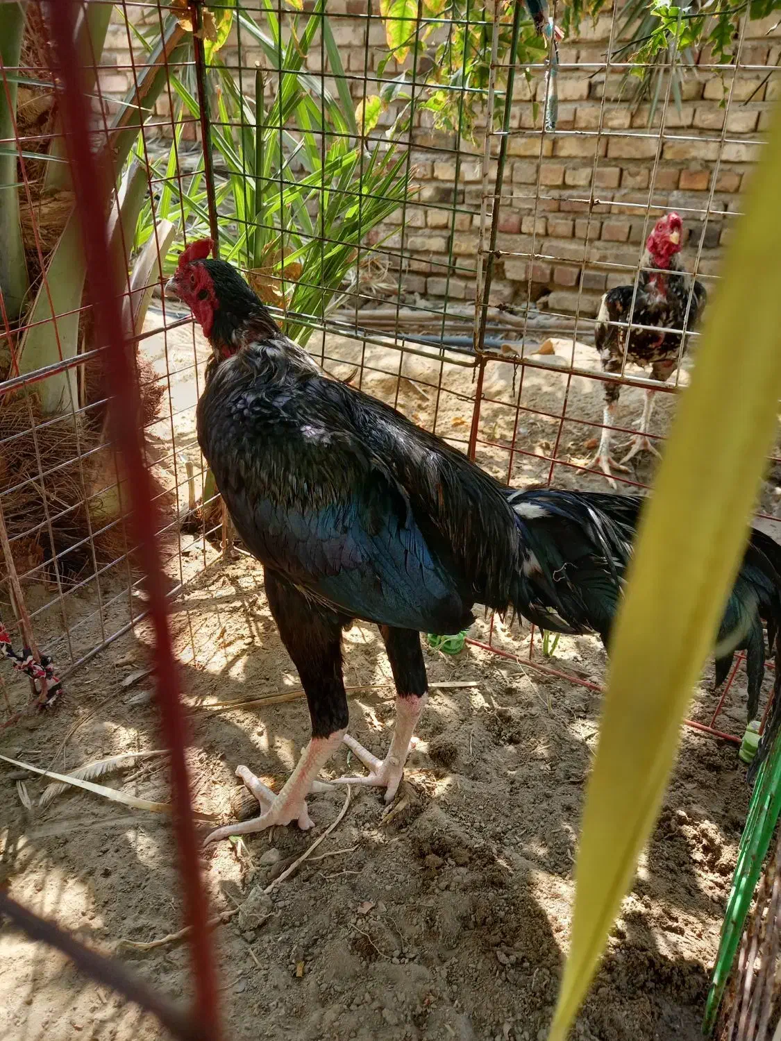 گمشده|حیوانات|ایرانشهر, |دیوار