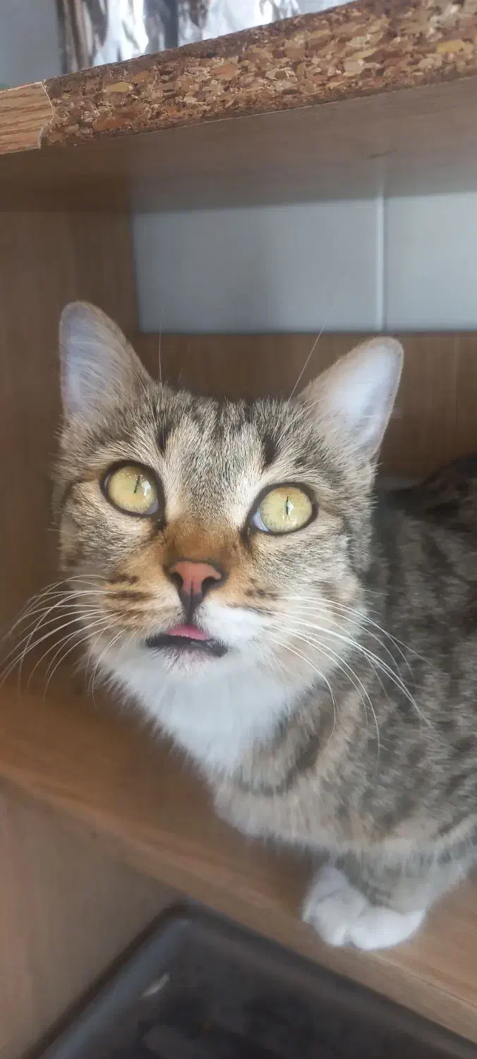 واگذاری گربه|گربه|کرج, شاهینویلا|دیوار