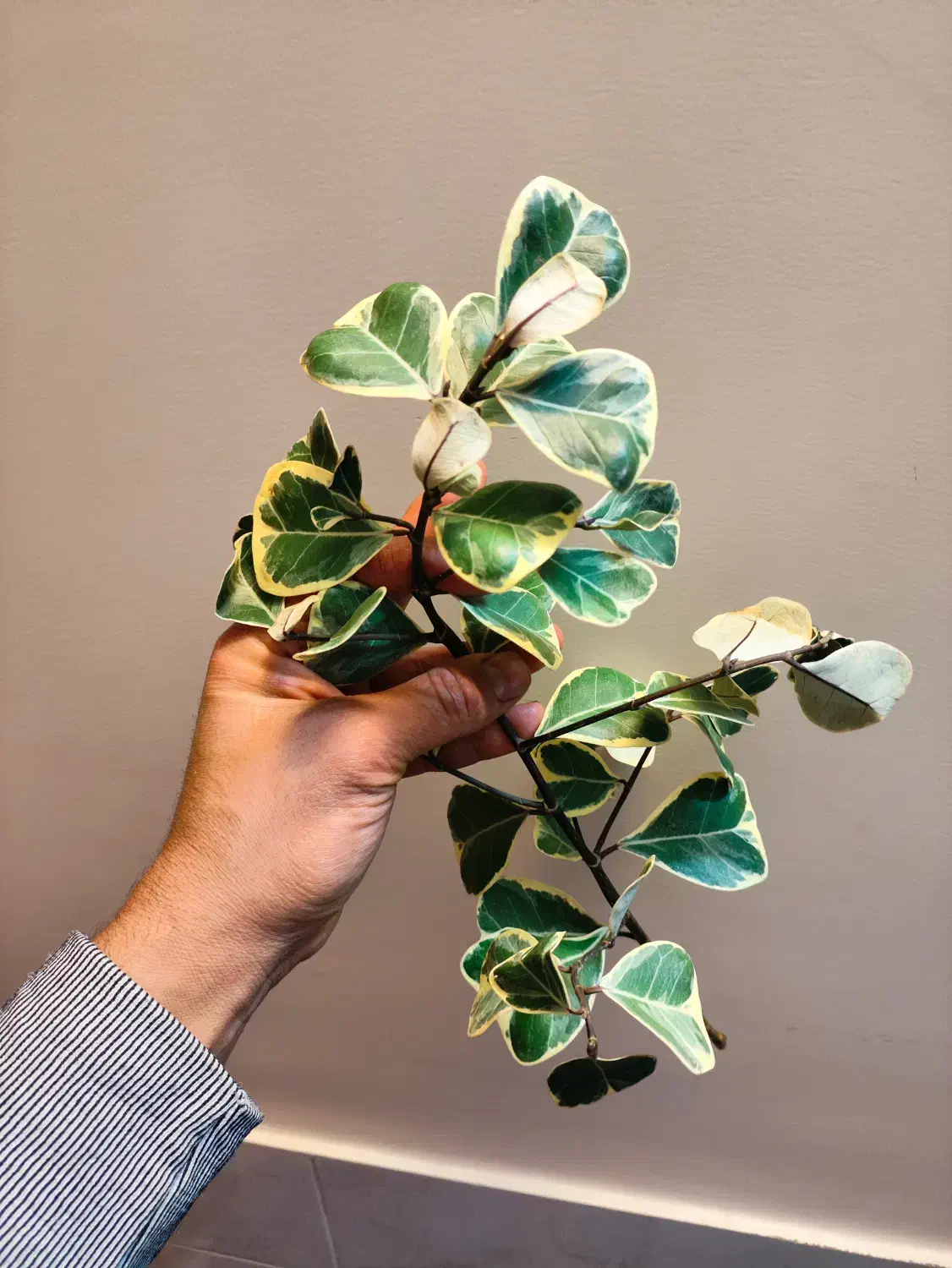 فروش جمعه سیاه با هدیه|گل و گیاه طبیعی|اصفهان, شاه پسند|دیوار