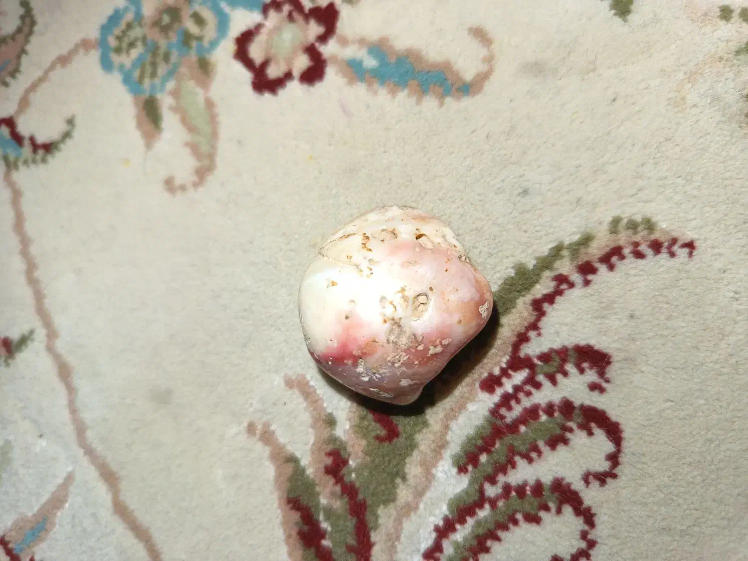 فسیل صدف|جواهرات|تهران, امیریه|دیوار