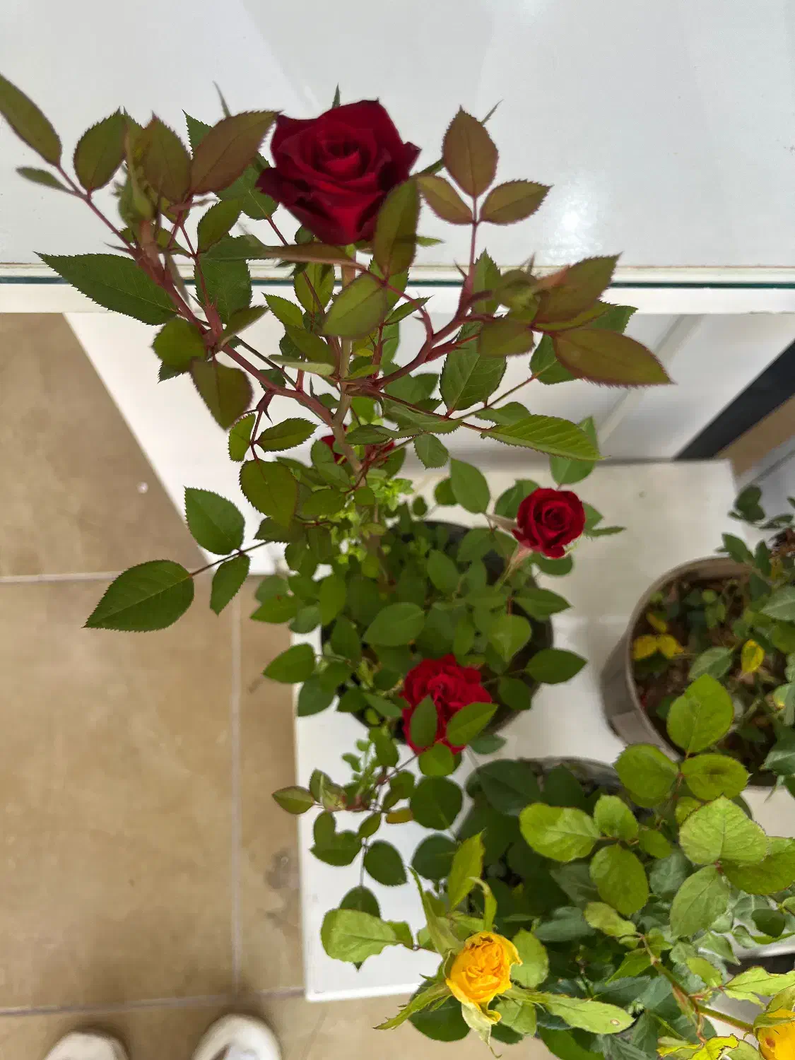 کافی نت|استخدام رایانه و فناوری اطلاعات|آبادان, |دیوار