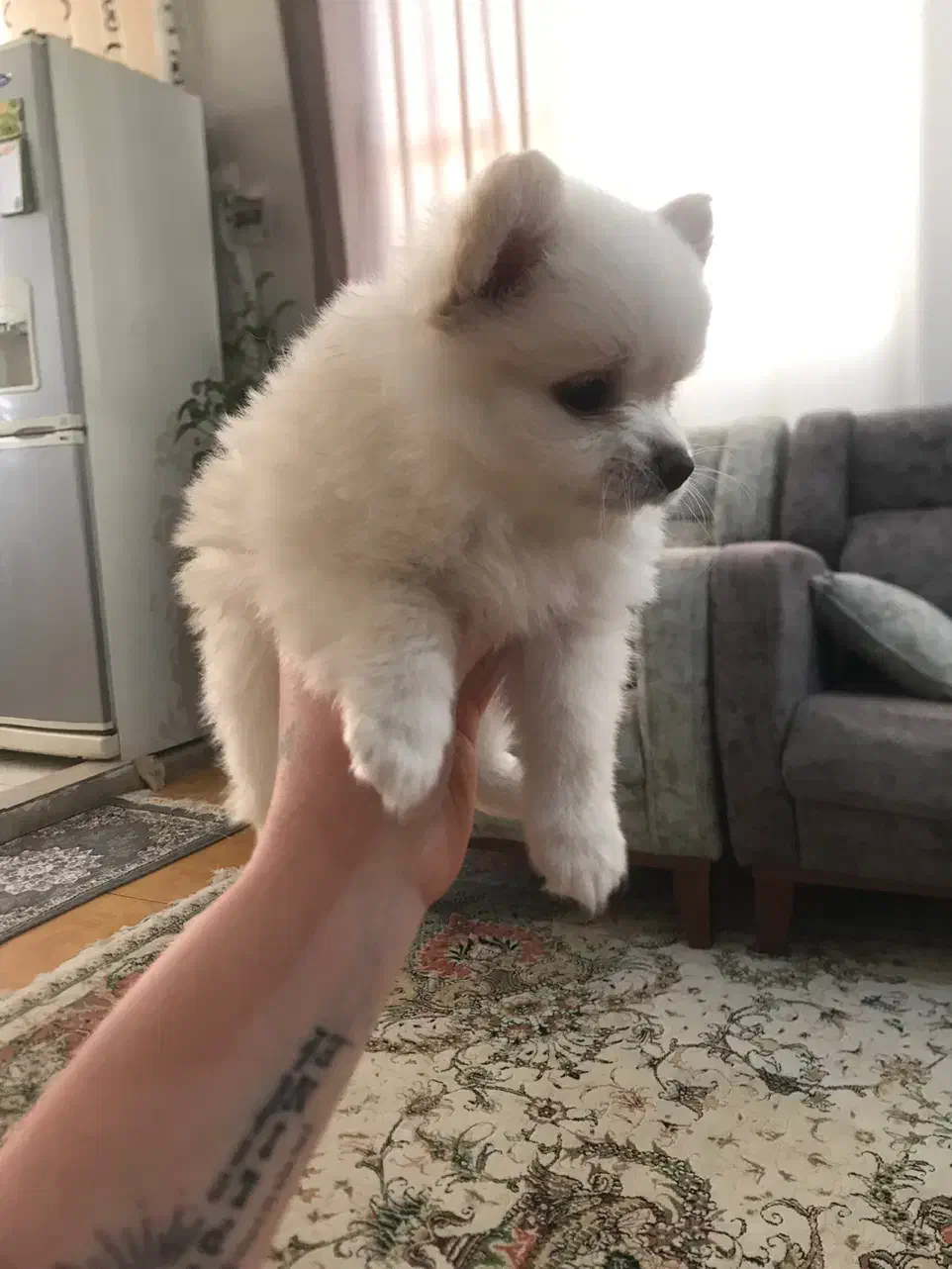 پامر دو سر خرسی|سگ|تهران, ستارخان|دیوار