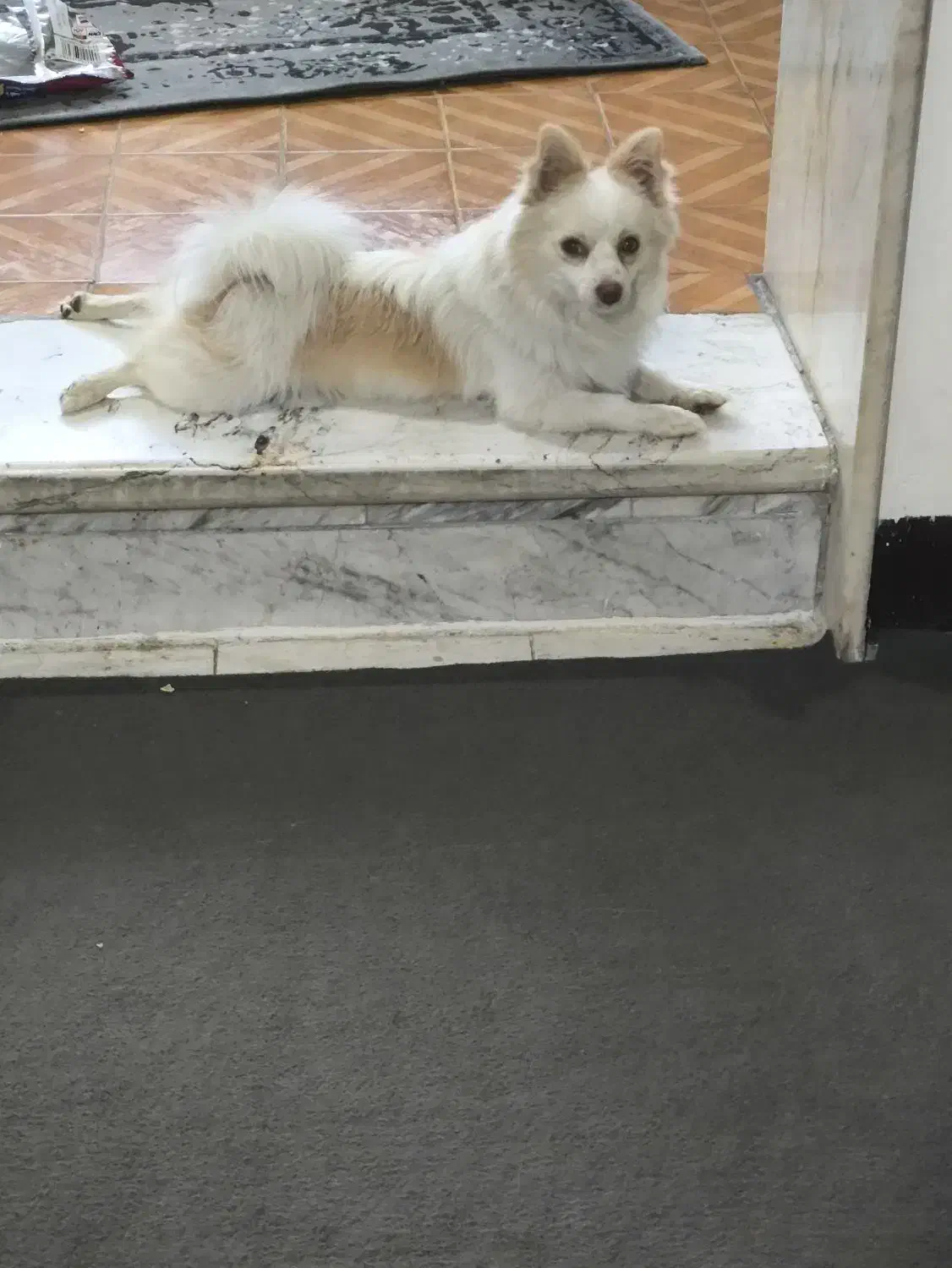 سگ پامر روباهی|سگ|اسلامشهر, باغ فیض|دیوار