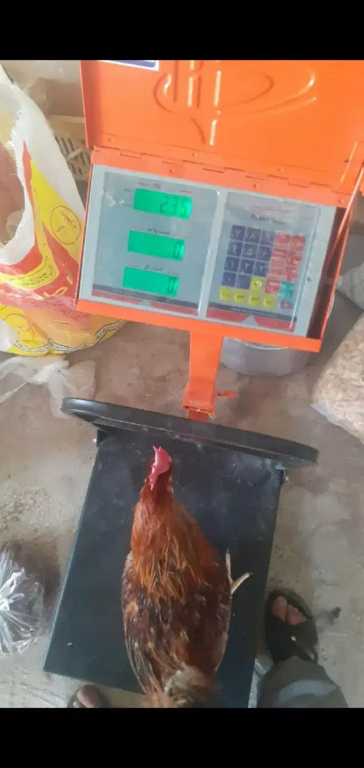 خروس محلی|حیوانات مزرعه|ایثار, |دیوار