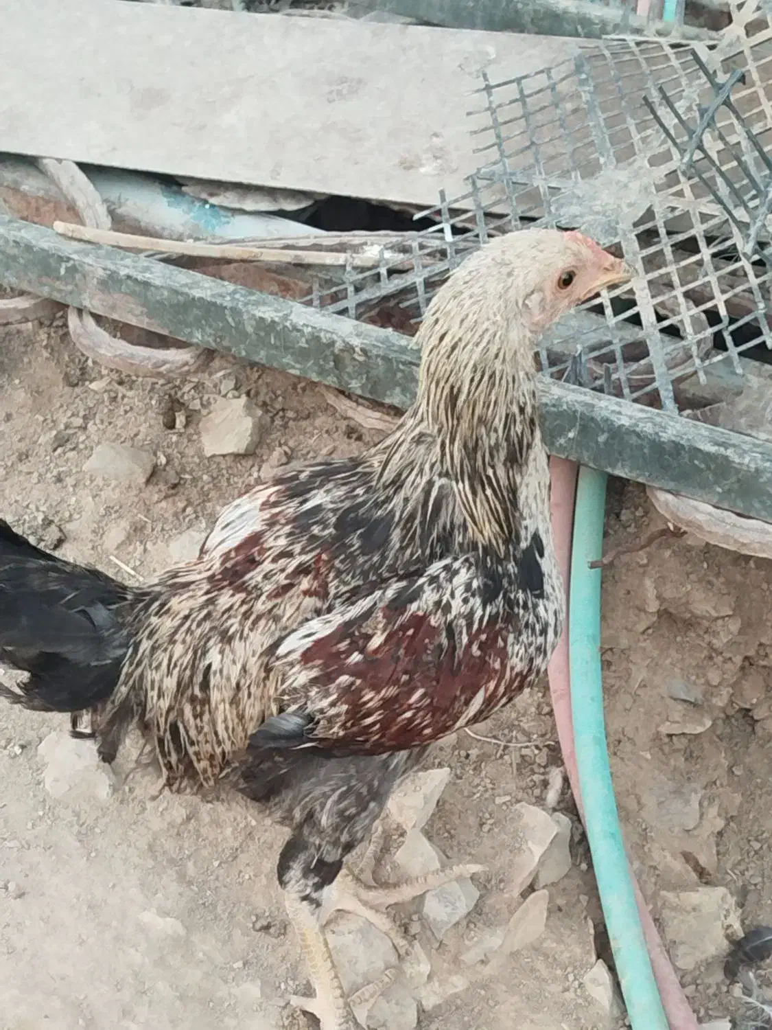 مرغ و خروس|حیوانات مزرعه|رودهن, |دیوار