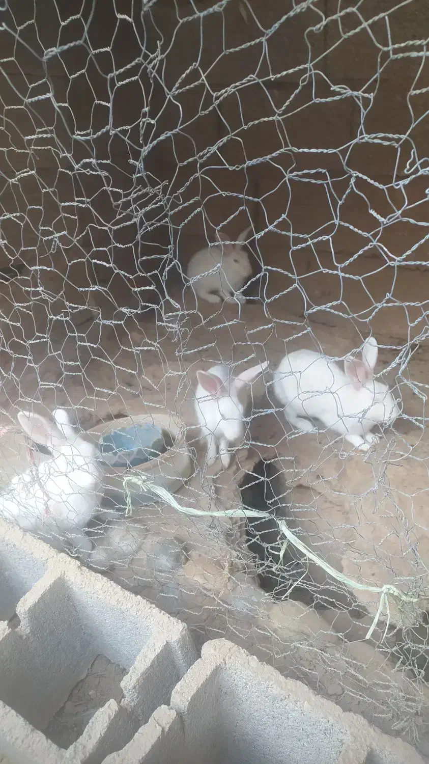 خرگوش 4ماهه باتخفیف|موش و خرگوش|شوشتر, |دیوار