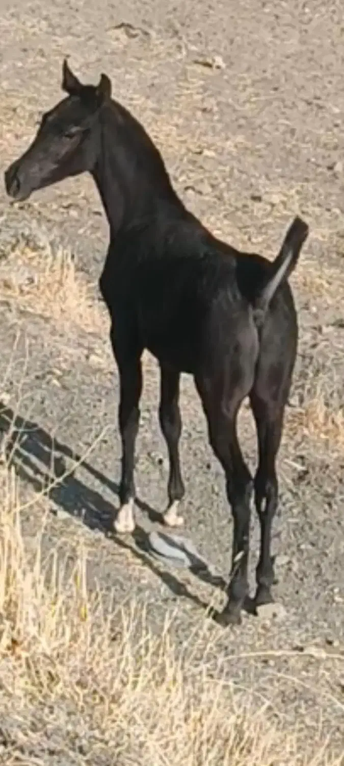 کره نریون|اسب و تجهیزات اسب‌سواری|حسین آباد, |دیوار