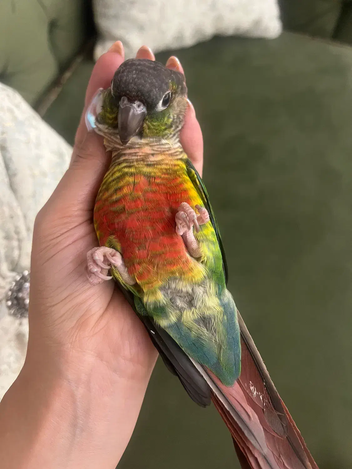 طوطی گرینچیک گمشده|حیوانات|ری, شهید بهشتی|دیوار