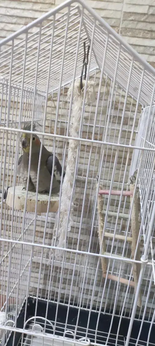 عروس هلندی|پرنده|نوشهر, |دیوار