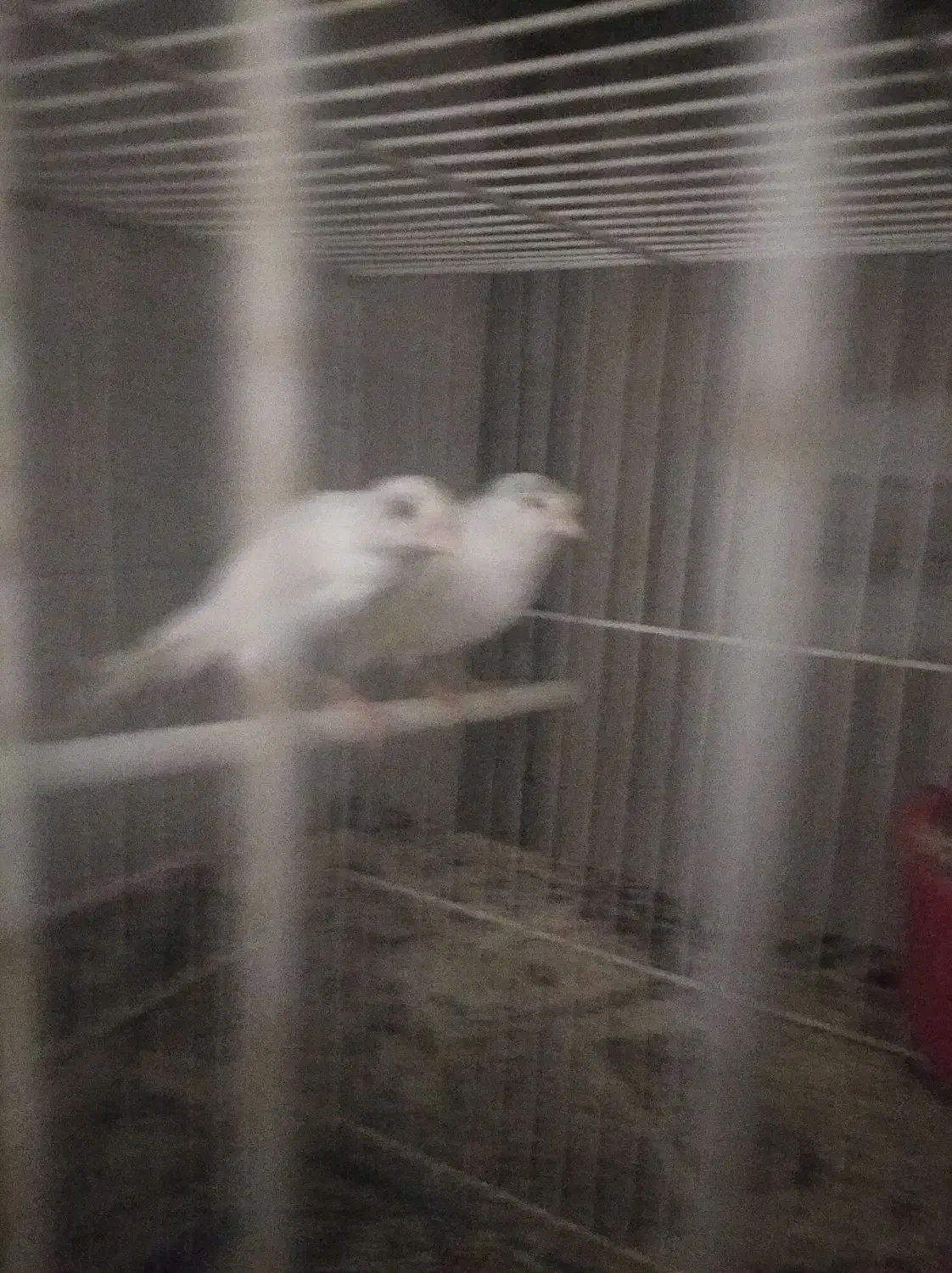 قناری|پرنده|بیرجند, |دیوار