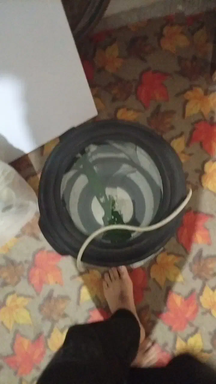 سبزی خردکن|خردکن، آسیاب، غذاساز|سبزوار, جوادیه شرقی|دیوار