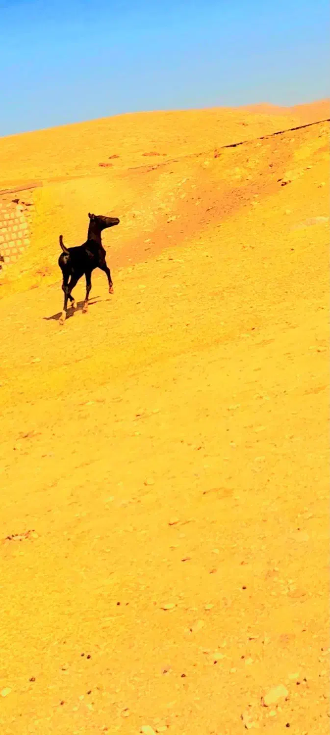 دو راس مادیون با یک کره نریون پنج ماهه|اسب و تجهیزات اسب‌سواری|دورود, |دیوار