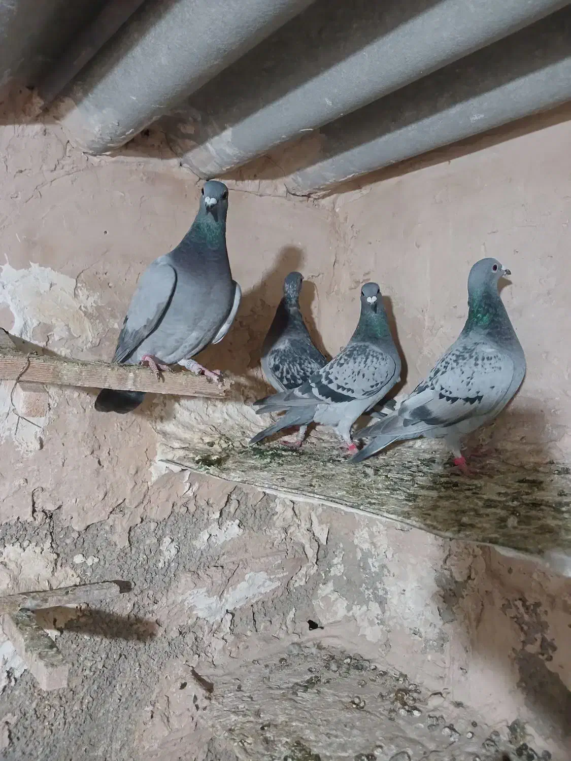 کفتر مسافتی پلاکی|پرنده|پاکدشت, حصار امیر|دیوار