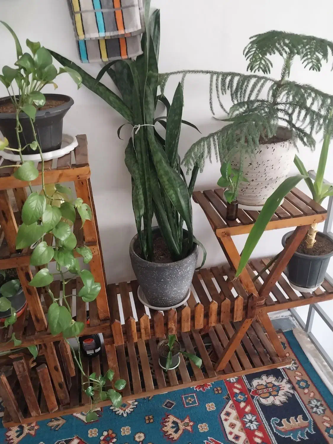 گل کاج مطبق سانسوریا دراسنا برگ انجیلی پتوس ارتشی|گل و گیاه طبیعی|اسلامشهر, شهرک محمدیه|دیوار