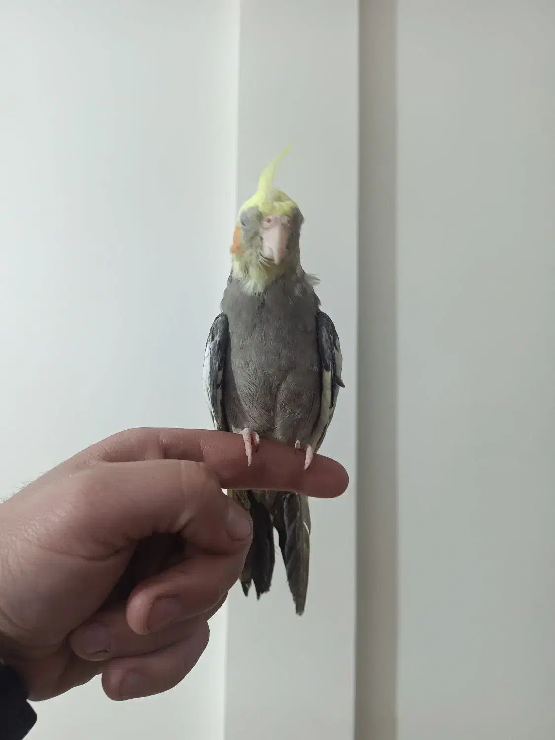 عروس هلندی دستی|پرنده|شهریار, شهرک مصطفی خمینی|دیوار