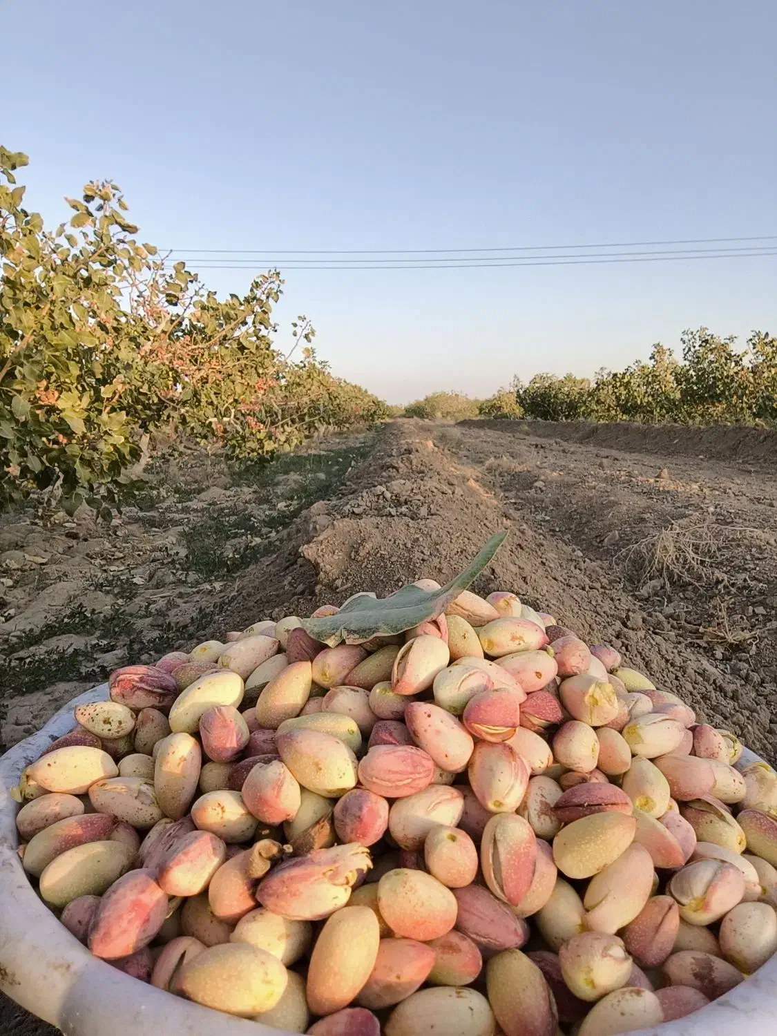 پسته اکبری درشت مناسب شب یلدا|عمدهفروشی|یزد, |دیوار