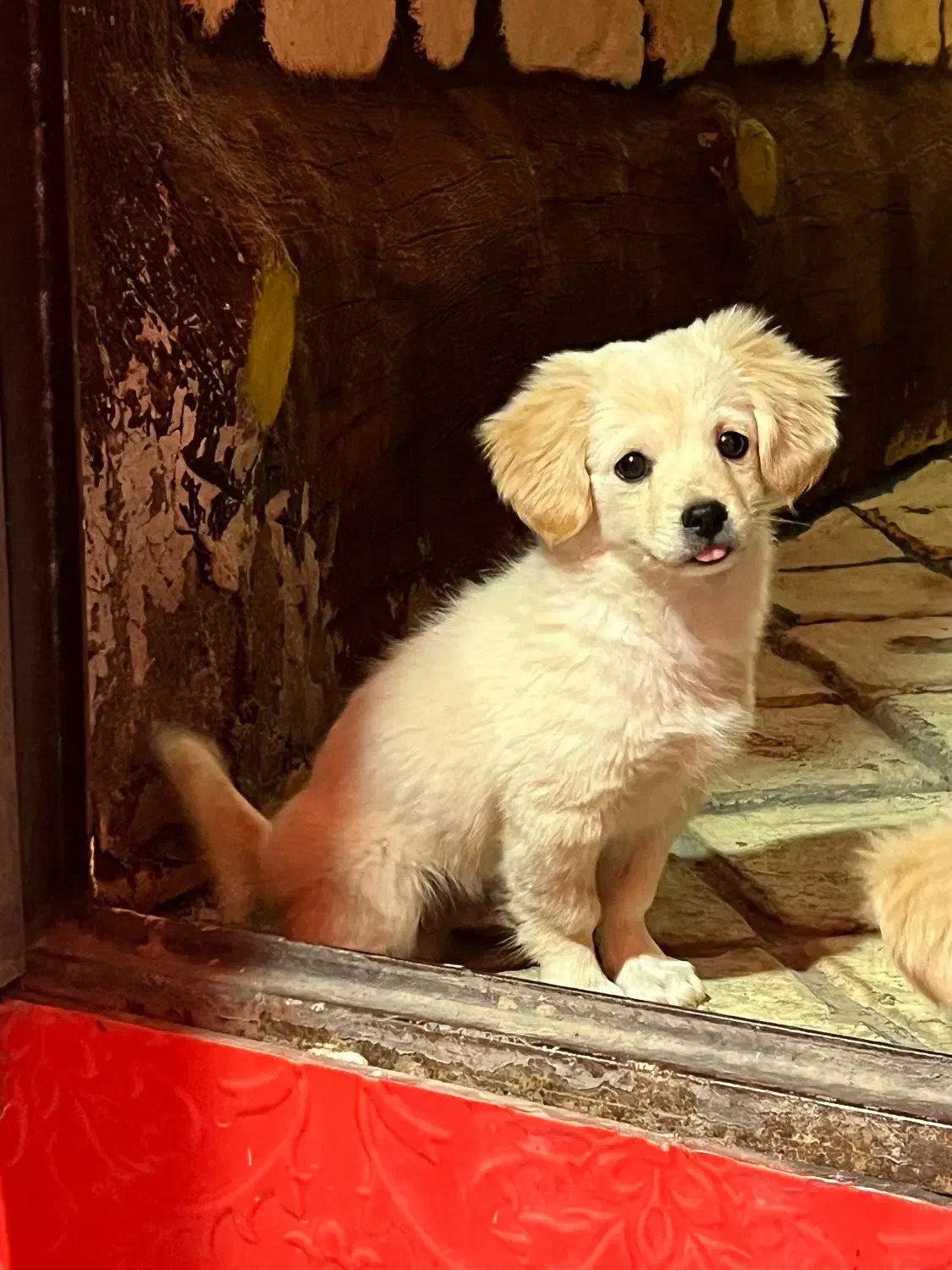 سگ اشپیتز|سگ|کاشان, فاز ۲ ناجی آباد|دیوار