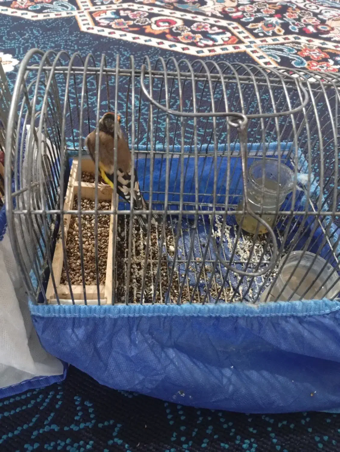 چنتا سهره دورگ دشتکی به شرط|پرنده|شیراز, کوشک میدان|دیوار