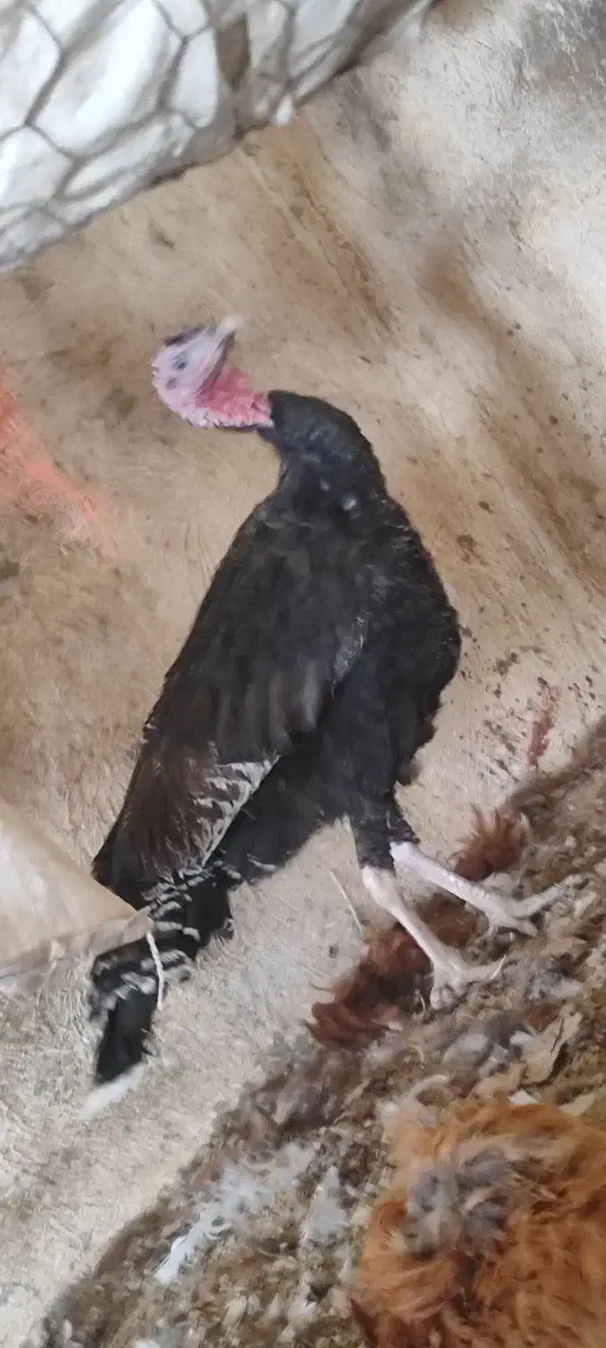 فروش فروش بوقلمون|حیوانات مزرعه|جوادآباد, |دیوار