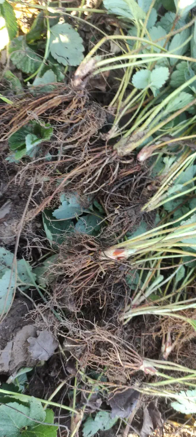 توت فرنگی|خدمات باغبانی و درختکاری|امامزاده عبدالله, |دیوار