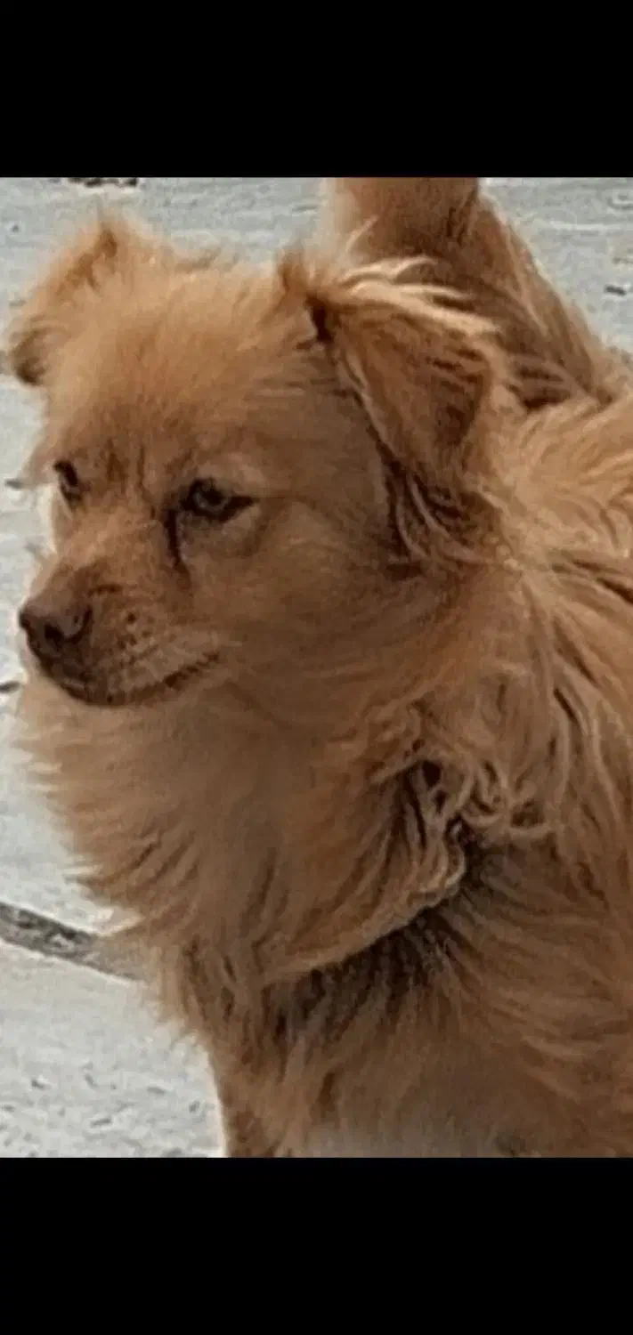 سگ پامر|سگ|ساوه, |دیوار