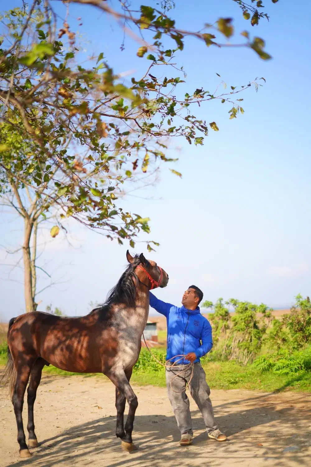 اسب کرد|اسب و تجهیزات اسب‌سواری|ضیابر, |دیوار