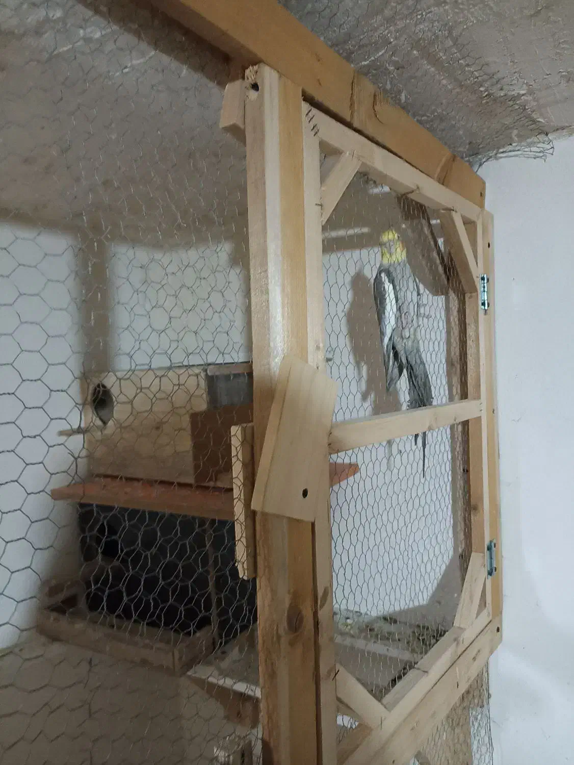 عروس هلندی|پرنده|بهشهر, |دیوار