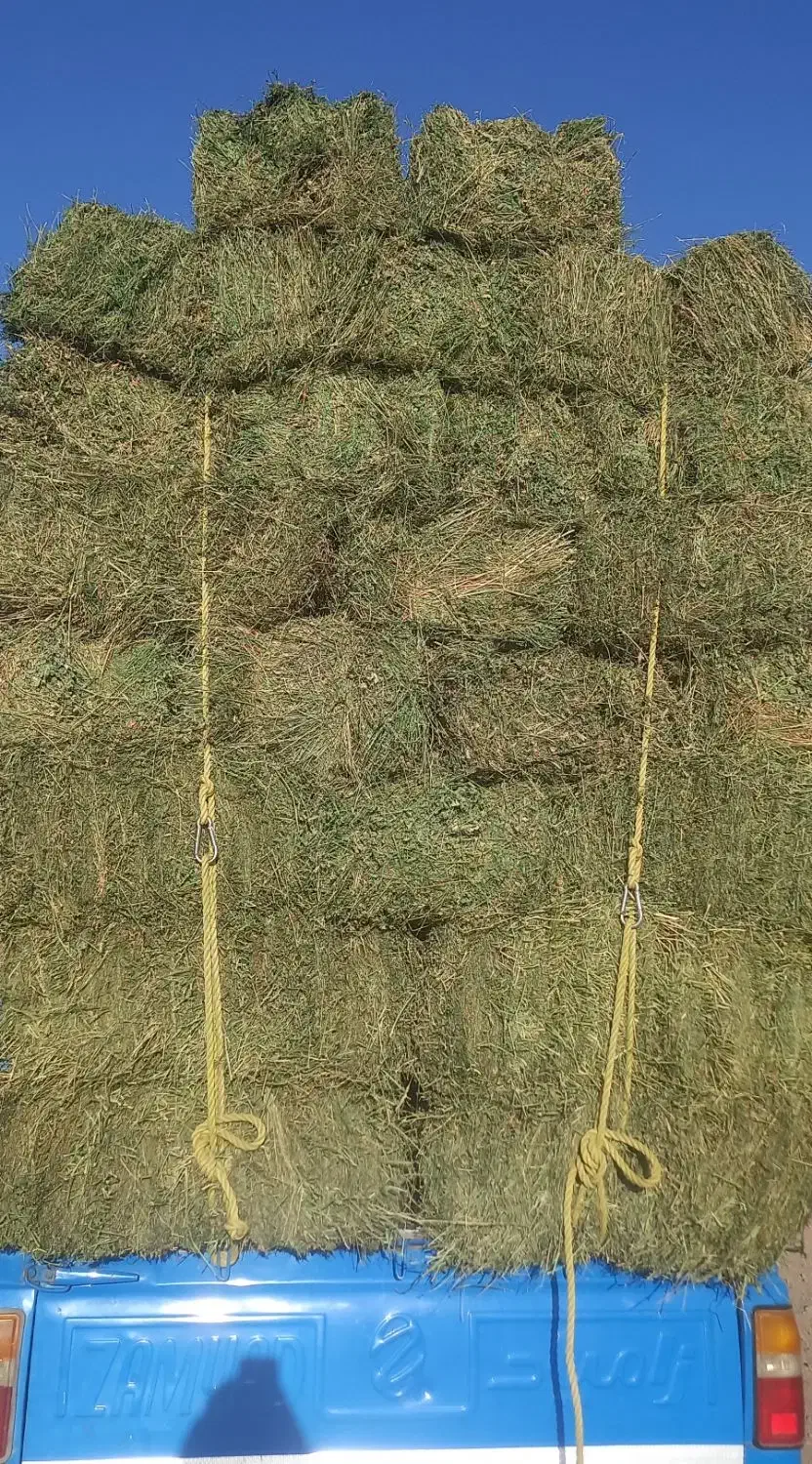 یونجه خشک انباری|لوازم جانبی حیوانات|زنجان, |دیوار