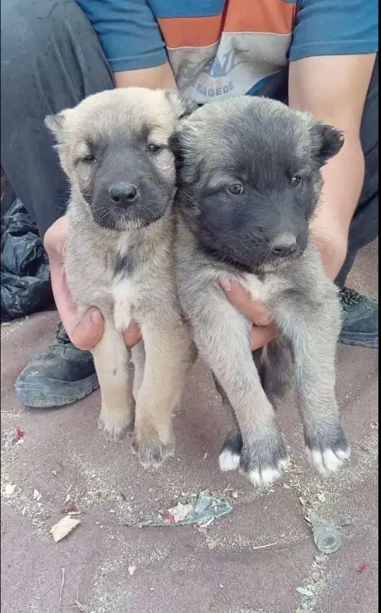 قدرجونی|سگ|اهواز, آریاشهر|دیوار