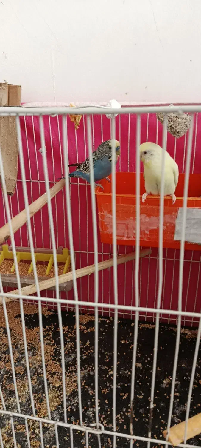 مرغ عشق بالغ|پرنده|گلبهار, شهر جدید گلبهار|دیوار