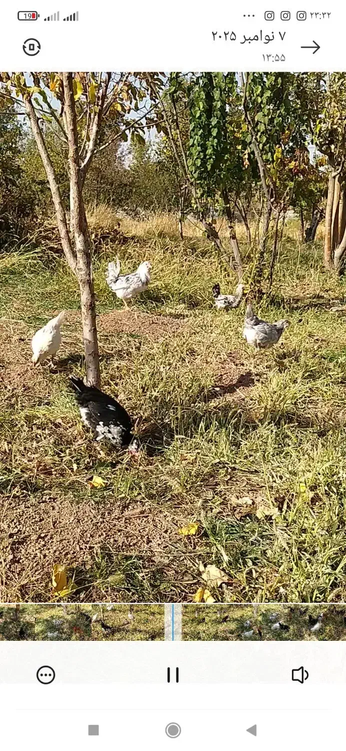 خروس گلین|حیوانات مزرعه|صوفیان, |دیوار