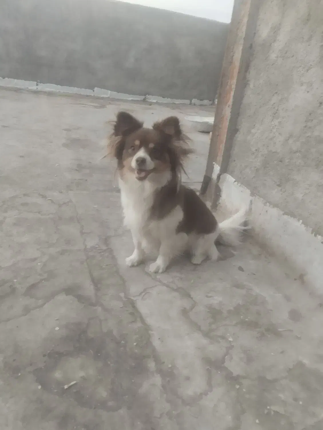 بازیگوش نگهبانی هم خوب دهن پاک ماده|سگ|تربت جام, یحیی آباد|دیوار