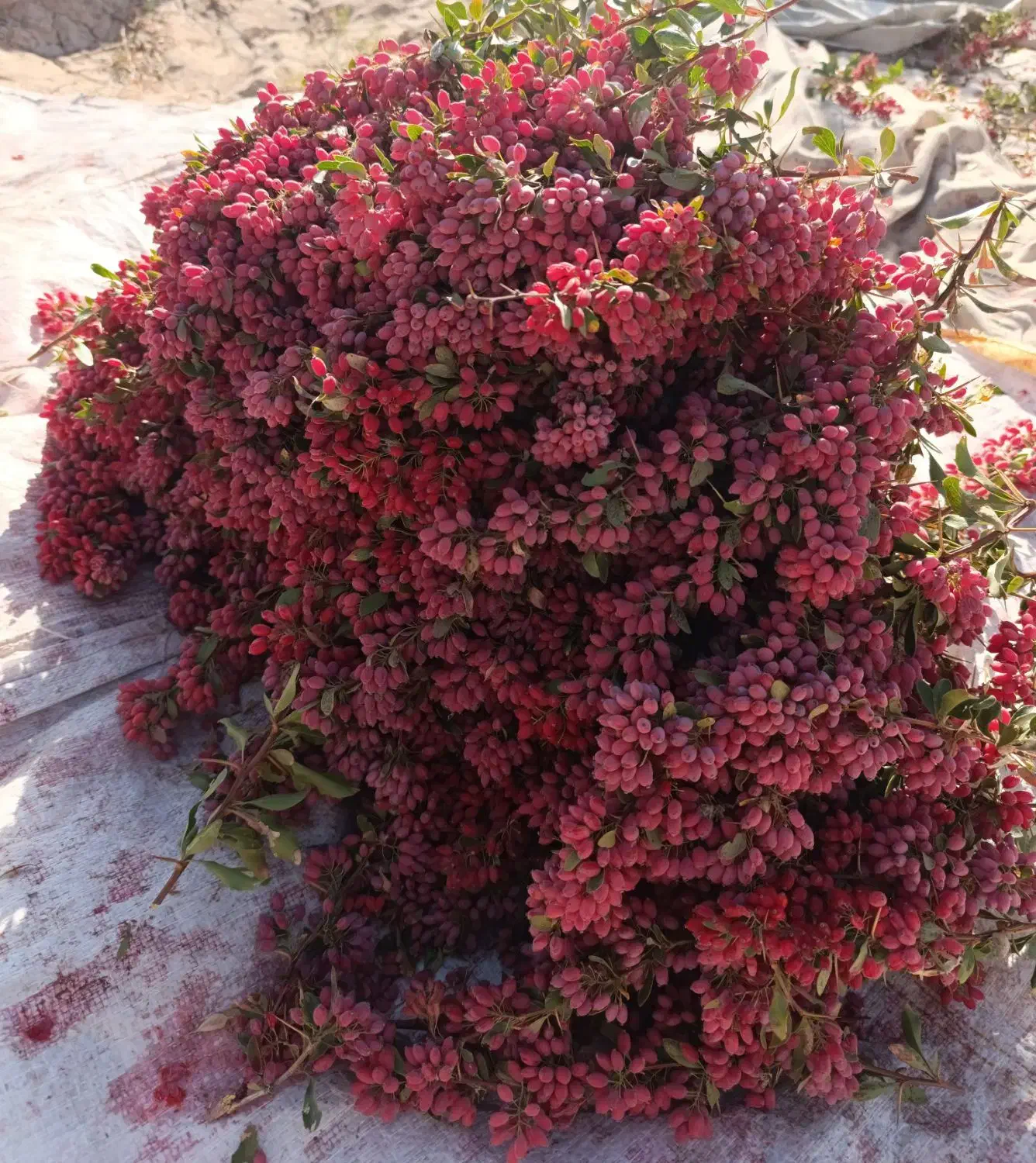 زرشک دونه اناری|گل و گیاه طبیعی|مشهد, مصلی (کارمندان اول)|دیوار