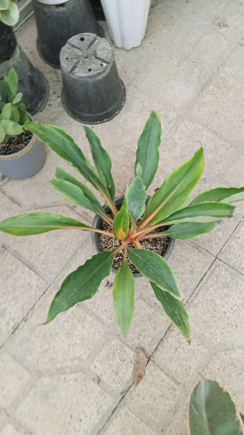 همه جور گل و گیاه مقاوم|گل و گیاه طبیعی|شیراز, شهرک مطهری|دیوار